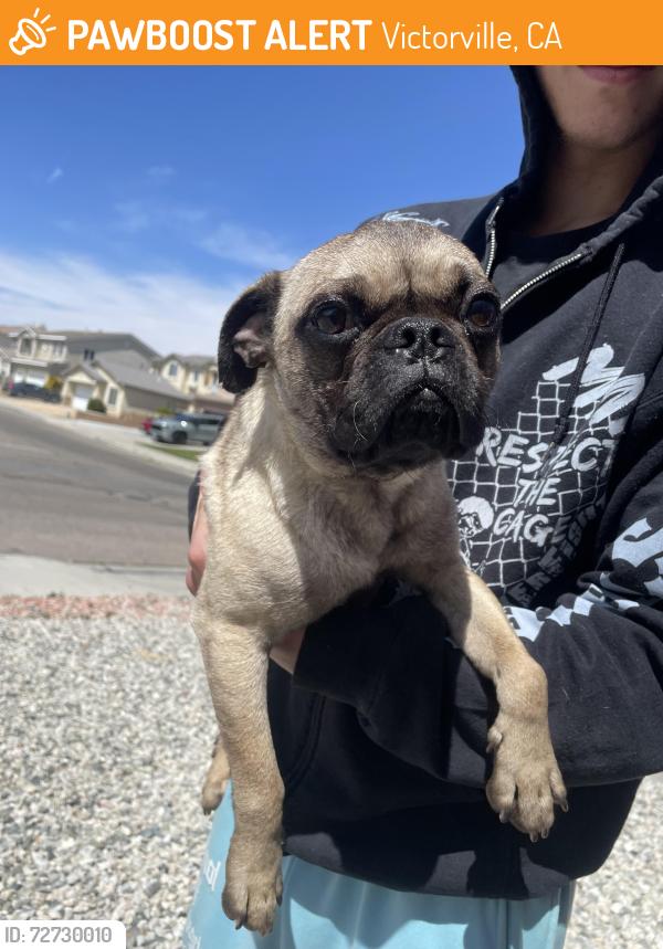Found/Stray Male Dog last seen falcon trail, Victorville, CA 92392