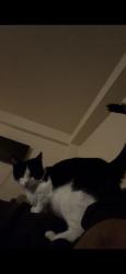 Lost Female Cat last seen Parson and jewel, Queens, NY 11354