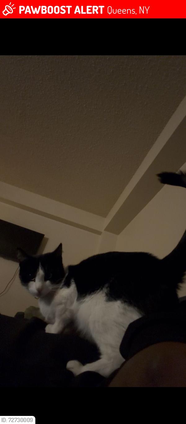 Lost Female Cat last seen Parson and jewel, Queens, NY 11354