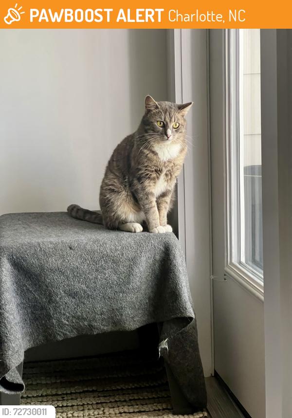 Found/Stray Male Cat last seen Arrowood rd and S. Tyron st , Charlotte, NC 28217