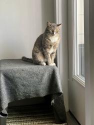 Found/Stray Male Cat last seen Arrowood rd and S. Tyron st , Charlotte, NC 28217
