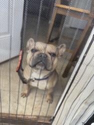 Lost Male Dog last seen Tussahaw crossing close to Henry county DS dept , McDonough, GA 30252