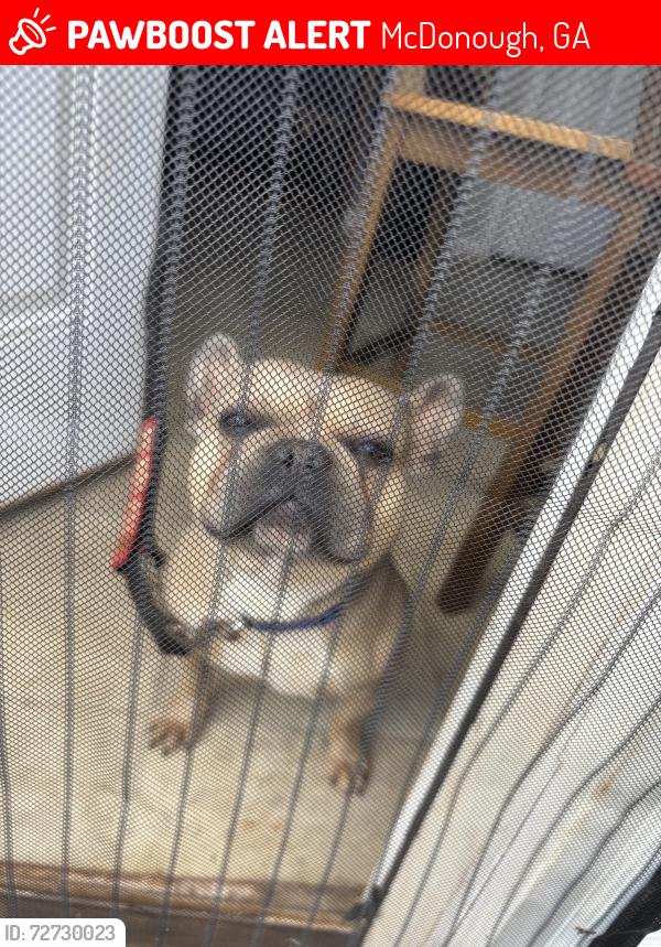 Lost Male Dog last seen Tussahaw crossing close to Henry county DS dept , McDonough, GA 30252