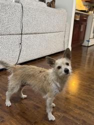 Found/Stray Female Dog last seen Vernon ave & broadway , Los Angeles, CA 90062