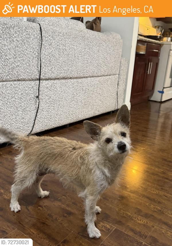 Found/Stray Female Dog last seen Vernon ave & broadway , Los Angeles, CA 90062