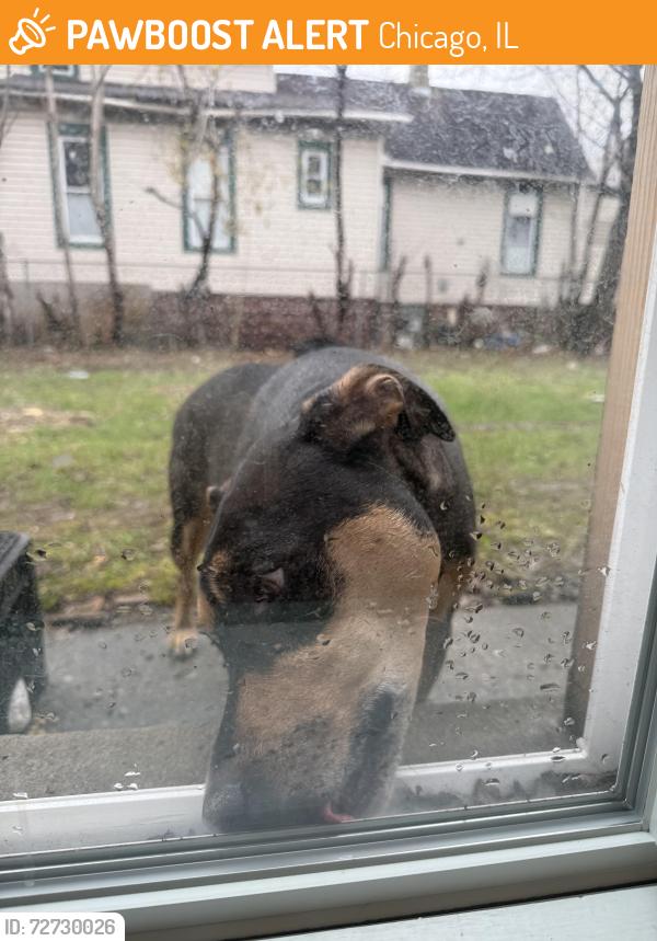 Found/Stray Unknown Dog last seen Lotus ave and Washington boulevard , Chicago, IL 60644