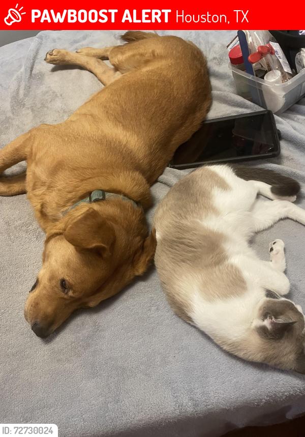 Lost Male Dog last seen Watson st and pecore, Houston, TX 77009