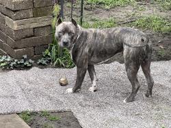 Lost Male Dog last seen Buckeye / N.Ontario, Toledo, OH 43611