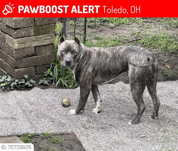 Lost Male Dog last seen Buckeye / N.Ontario, Toledo, OH 43611
