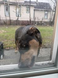 Found/Stray Unknown Dog last seen Lotus ave and Washington boulevard , Chicago, IL 60644
