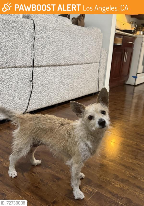 Found/Stray Female Dog last seen West vernon avenue and broadway avenue , Los Angeles, CA 90062
