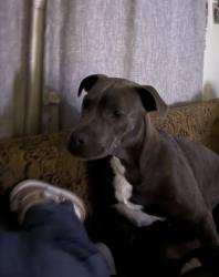 Lost Female Dog last seen Near nc 54 Durham nc , Durham, NC 27713