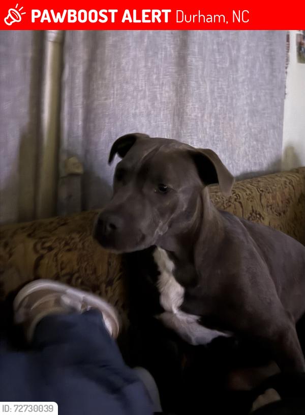 Lost Female Dog last seen Near nc 54 Durham nc , Durham, NC 27713