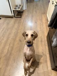 Found/Stray Male Dog last seen Oaks of Bellaire neighborhood , Lewisville, TX 75067