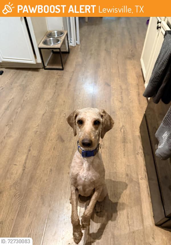 Found/Stray Male Dog last seen Oaks of Bellaire neighborhood , Lewisville, TX 75067