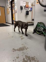 Found/Stray Male Dog last seen In greyhound plaza by the micheals, Westfield, IN 46032
