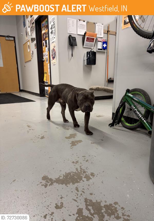 Found/Stray Male Dog last seen In greyhound plaza by the micheals, Westfield, IN 46032