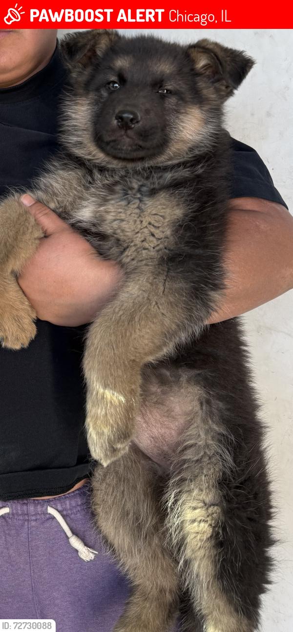 Lost Female Dog last seen Fulton and avers, Chicago, IL 60624