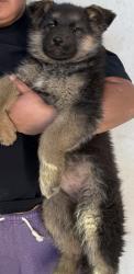 Lost Female Dog last seen Fulton and avers, Chicago, IL 60624