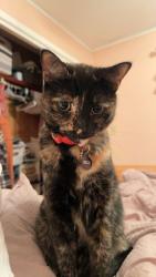 Lost Female Cat last seen Groveland Avenue & Country Club Road , Endicott, NY 13760