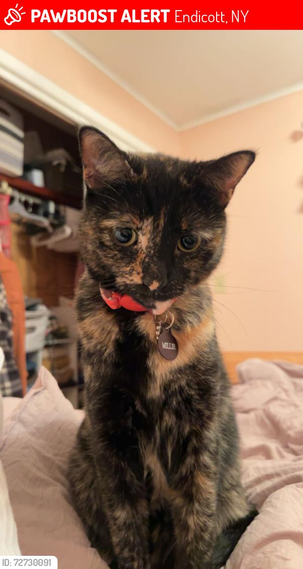 Lost Female Cat last seen Groveland Avenue & Country Club Road , Endicott, NY 13760