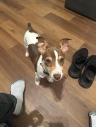 Lost Male Dog last seen Near  16 St Westminter Ca 92683, Westminster, CA 92683