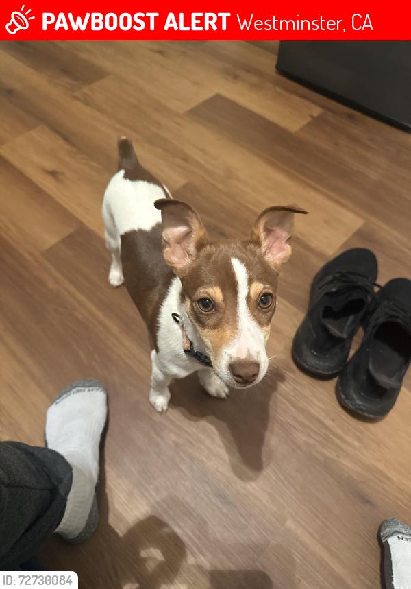 Lost Male Dog last seen Near  16 St Westminter Ca 92683, Westminster, CA 92683