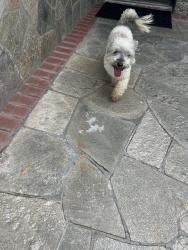 Found/Stray Male Dog last seen Elder and Raitt, Santa Ana, CA 92704
