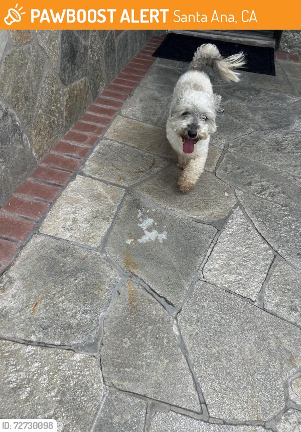 Found/Stray Male Dog last seen Elder and Raitt, Santa Ana, CA 92704