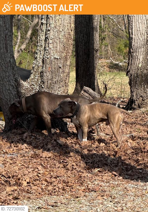 Found/Stray Male Dog last seen autumn oaks ln , Powhatan County, VA 23139