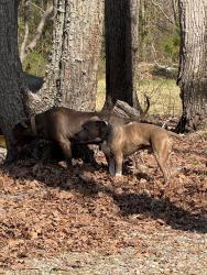 Found/Stray Male Dog last seen autumn oaks ln , Powhatan County, VA 23139