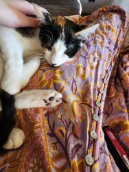 Lost Female Cat last seen west side grand rapids, Grand Rapids, MI 49504