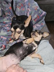 Found/Stray Female Dog last seen Near block of Moore Treet, Bristol, VA 24201
