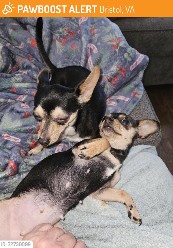 Found/Stray Female Dog last seen Near block of Moore Treet, Bristol, VA 24201