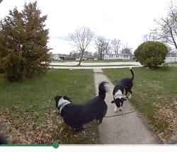 Found/Stray Unknown Dog last seen Paulding Rd, Fort Wayne, IN 46807