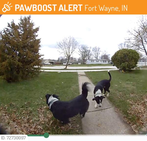 Found/Stray Unknown Dog last seen Paulding Rd, Fort Wayne, IN 46807