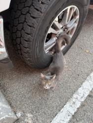 Found/Stray Female Cat last seen Greenville and Mockingbird , Dallas, TX 75206