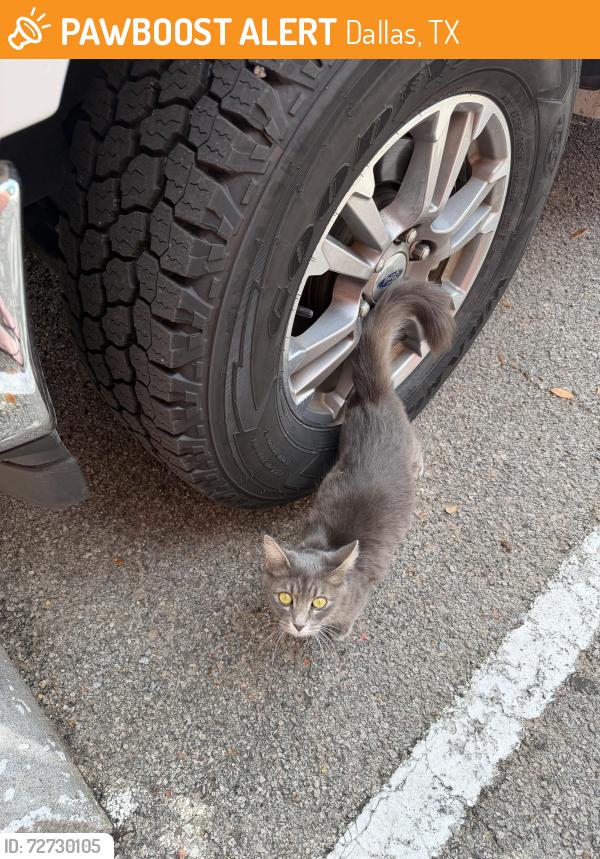 Found/Stray Female Cat last seen Greenville and Mockingbird , Dallas, TX 75206