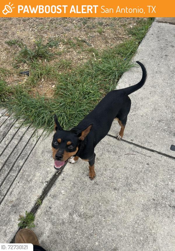 Found/Stray Female Dog last seen PerrinBeitel, San Antonio, TX 78217