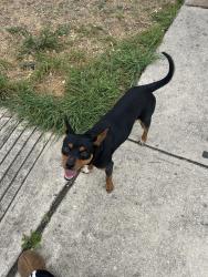 Found/Stray Female Dog last seen PerrinBeitel, San Antonio, TX 78217