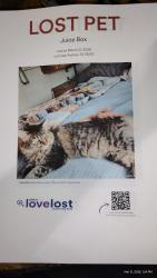 Lost Male Cat last seen Indian hills and blackjack rd, Aubrey, TX 76227