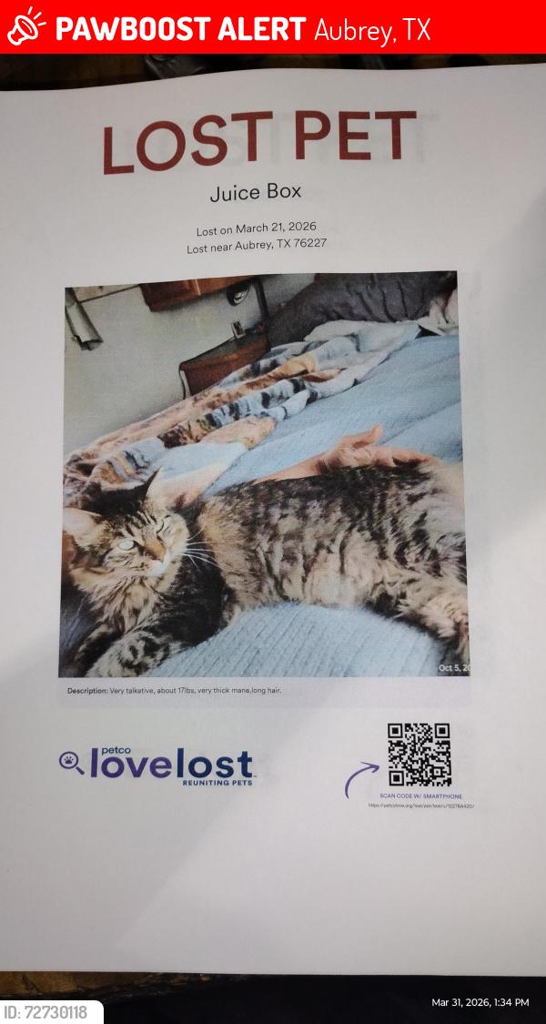 Lost Male Cat last seen Indian hills and blackjack rd, Aubrey, TX 76227