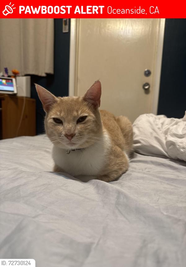 Lost Male Cat last seen Kelly St and Soto St , Oceanside, CA 92054