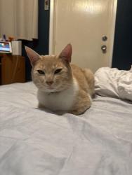 Lost Male Cat last seen Kelly St and Soto St , Oceanside, CA 92054