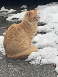 Lost Male Cat last seen Sandridge rd in the Pines mobile  park, Hubert, NC 28539