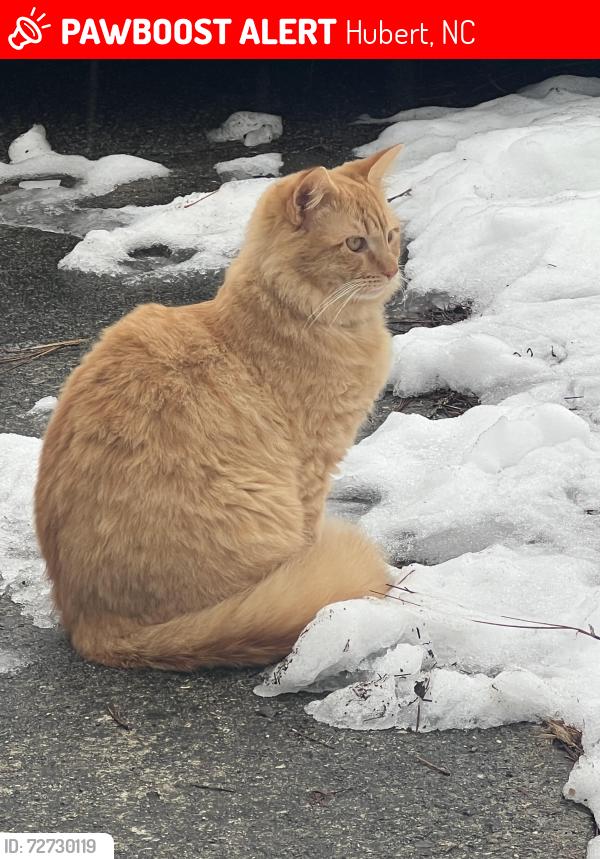 Lost Male Cat last seen Sandridge rd in the Pines mobile  park, Hubert, NC 28539