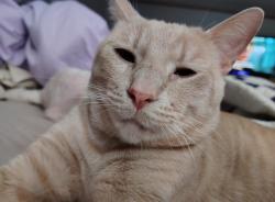 Lost Male Cat last seen Jakes Colony and Old Colony Rd, Guadalupe County, TX 78155