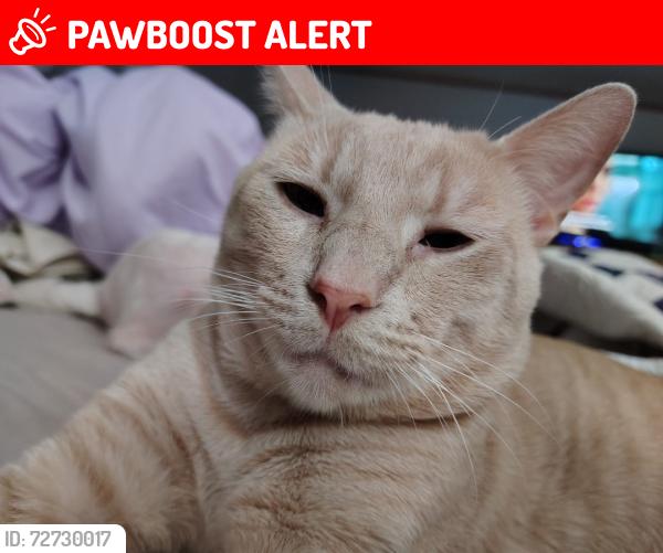 Lost Male Cat last seen Jakes Colony and Old Colony Rd, Guadalupe County, TX 78155