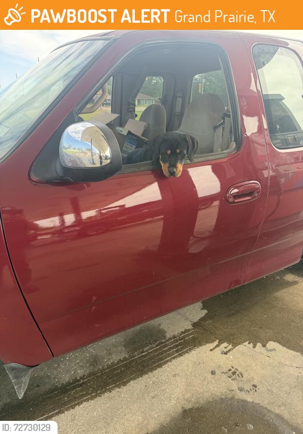 Found/Stray Male Other last seen Stonewall dr , frendale , Grand Prairie, TX 75050