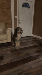 Lost Male Dog last seen Eisenhower High school, Yakima, WA 98908